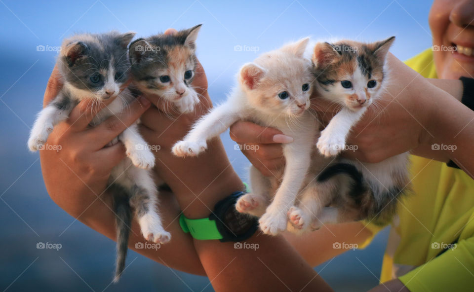Four little kitties 