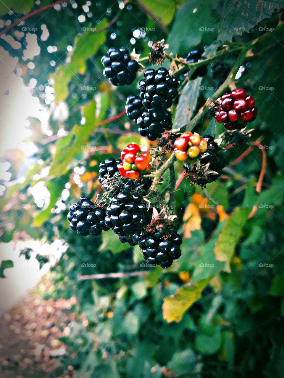 another blackberries