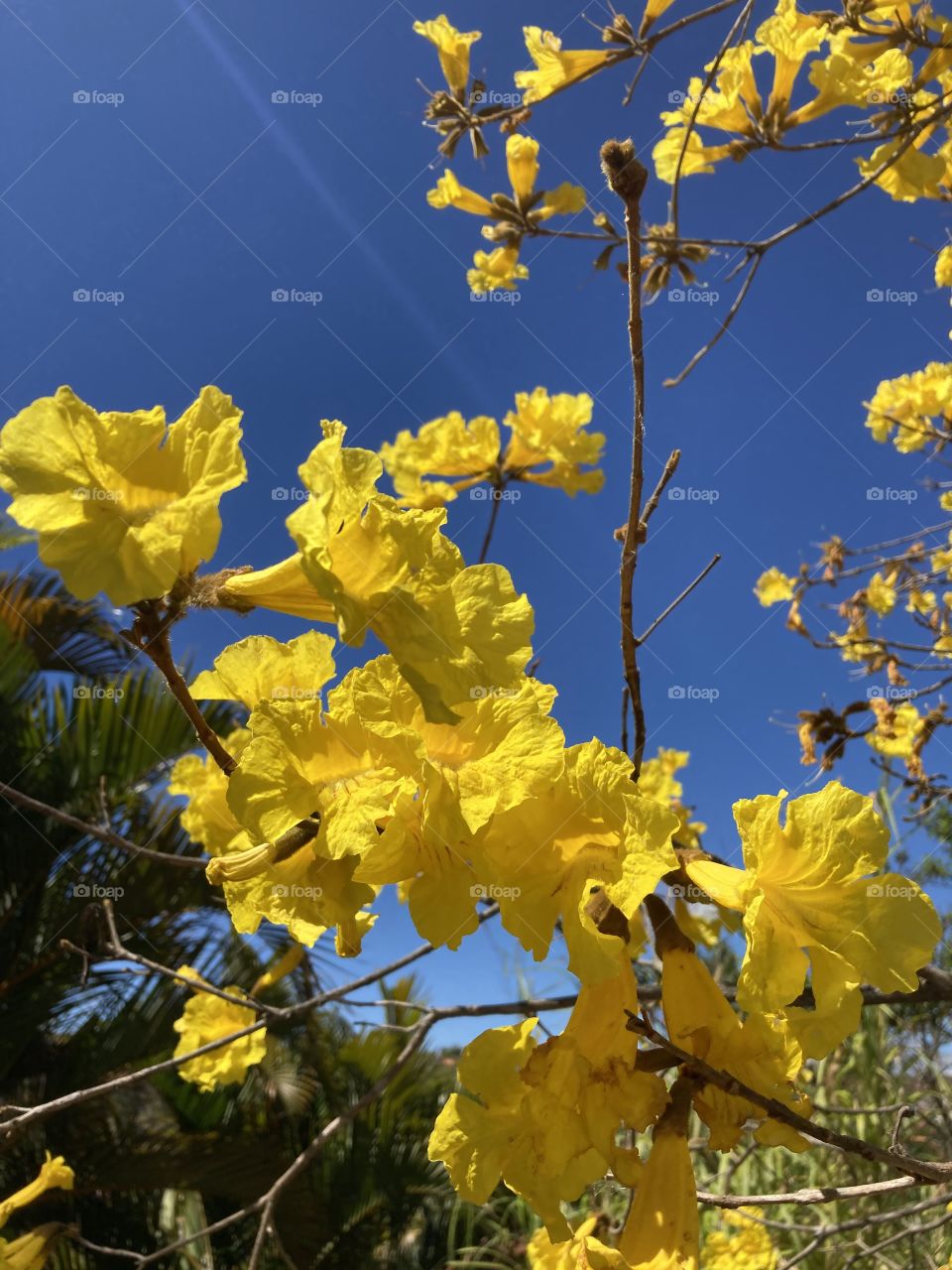 Que combinação perfeita é essa do amarelo da flor do ipê com o céu azul infinito?
Tem como não se inspirar?
Uma 6a feira tão bela precisa ser bem vivida. Vivamos-a em abundância (e com responsabilidade).