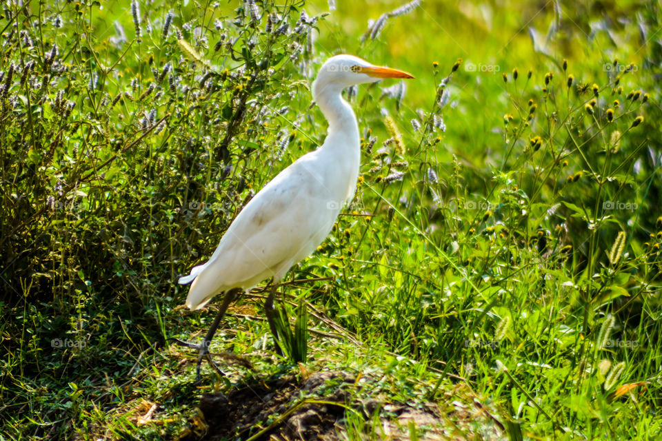 Egret