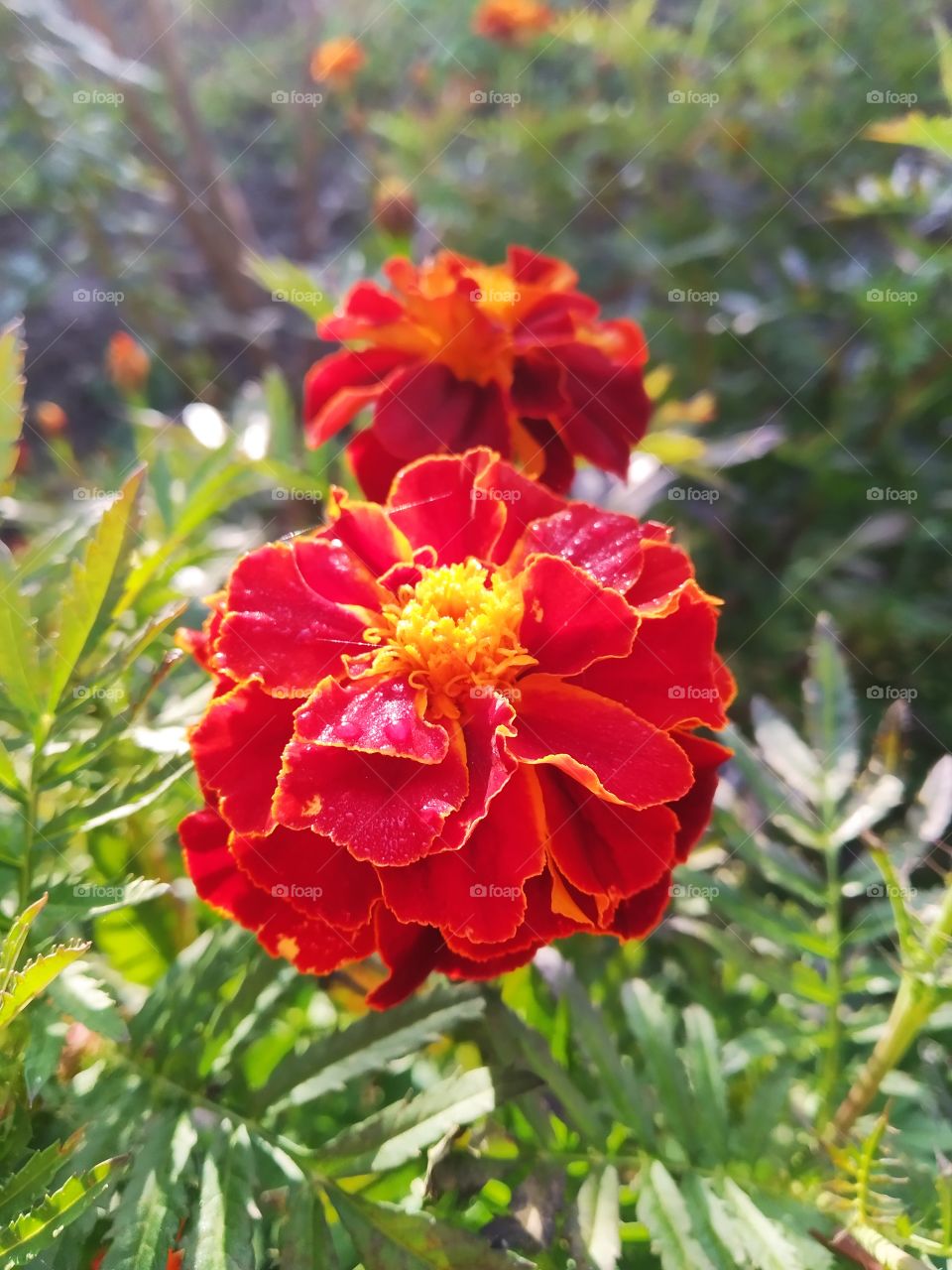 marigold