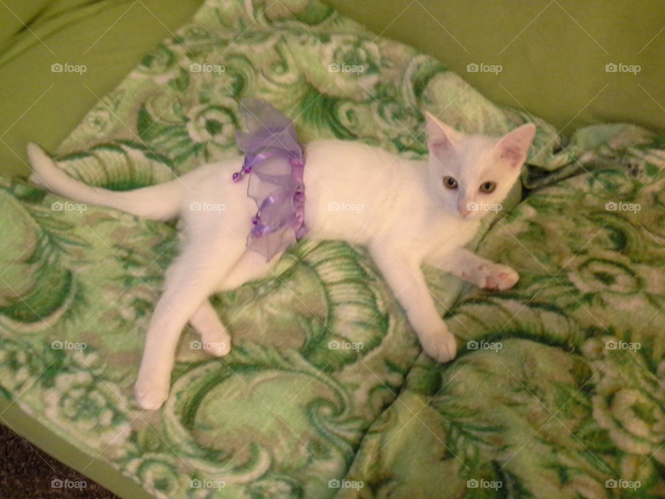 White cat in a purple tutu!. Puff the cat during a photo shoot. He loves posing for the camera in his purple tutu with bells that jingle as he walks!