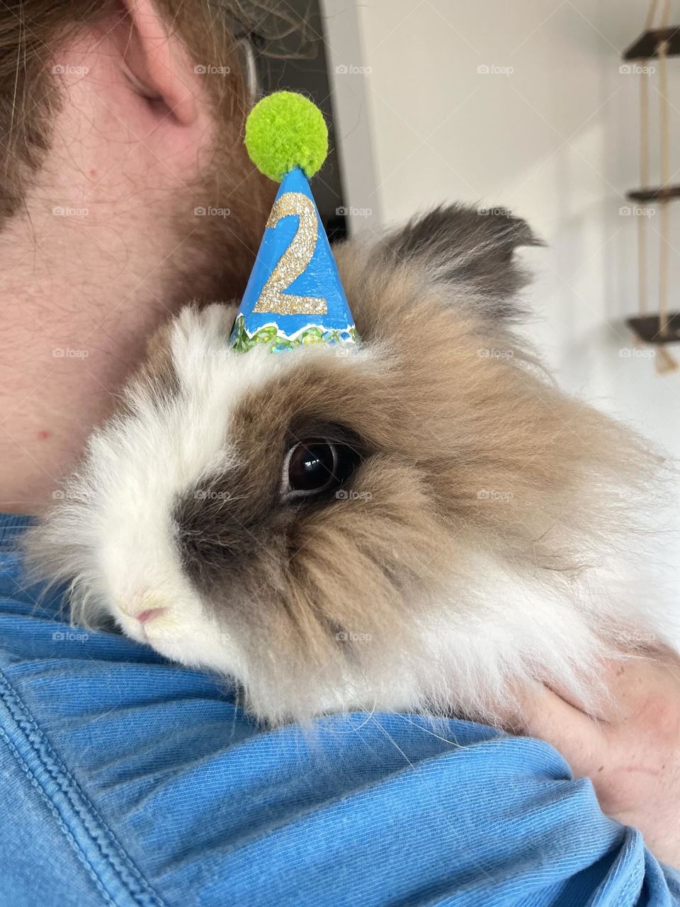 Frank the bunny on his second birthday. He loves snuggling with papa 