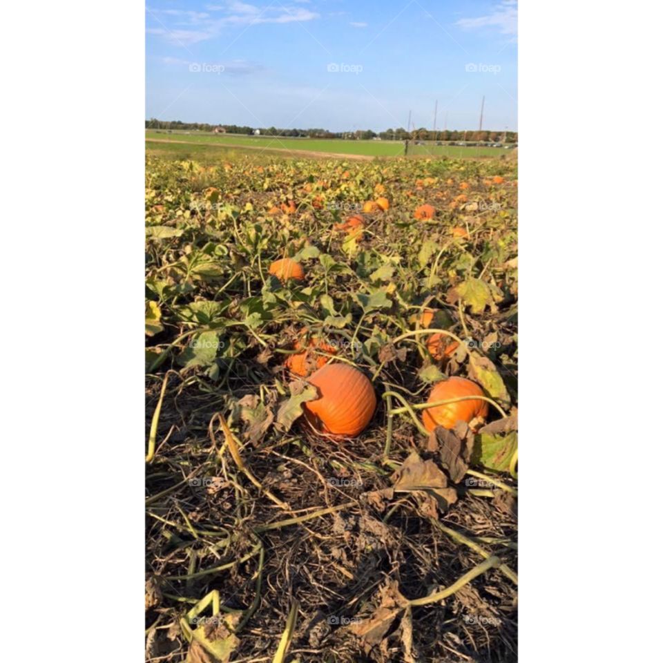 Pumpkin Patch Farm