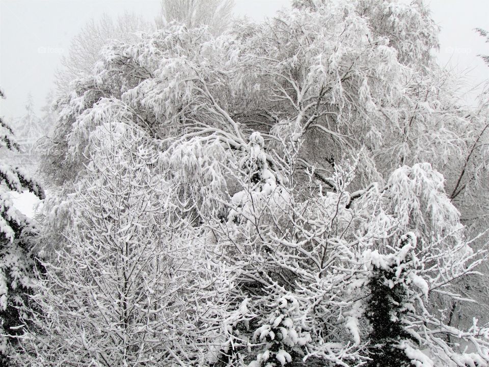 Winter Messy Tree under Heavy Snow