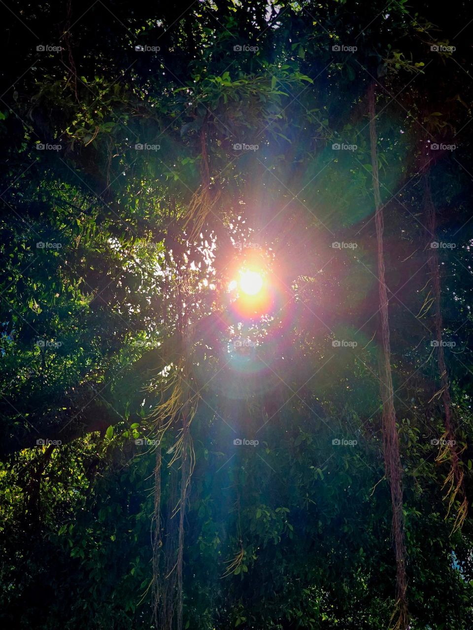 Sunbeams through trees through enchanted lens exploring a magical forest