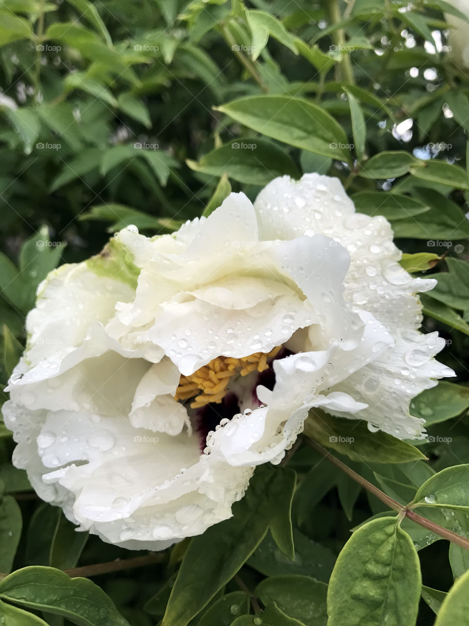 White peony flowers in the garden