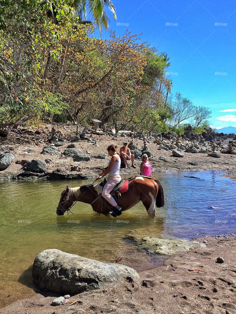 Horses drinking fresh water