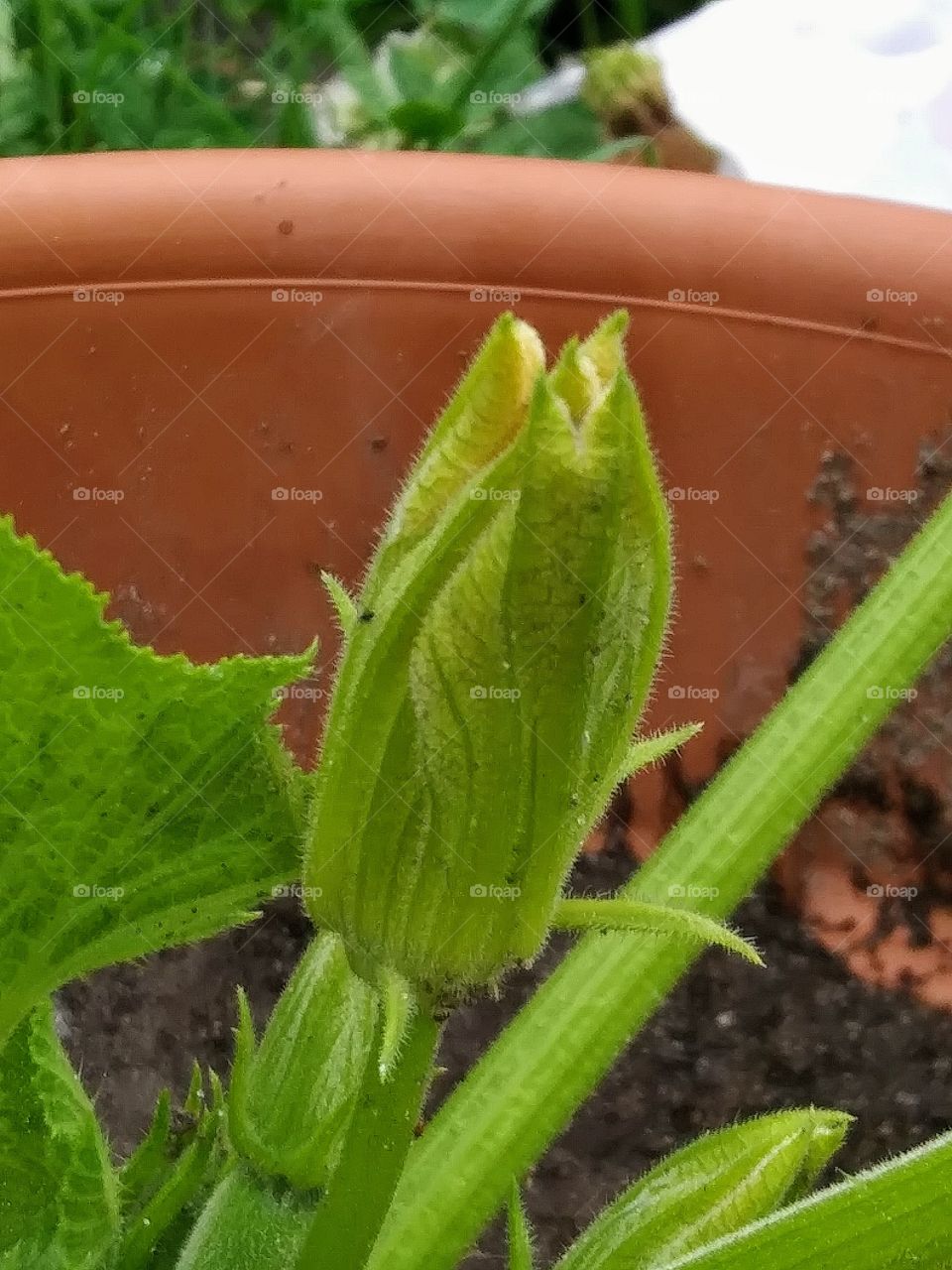 squash blossom