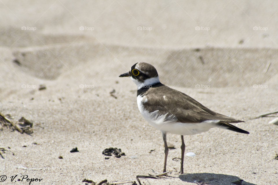 Little Ringed Plober (Charadrius dubius)