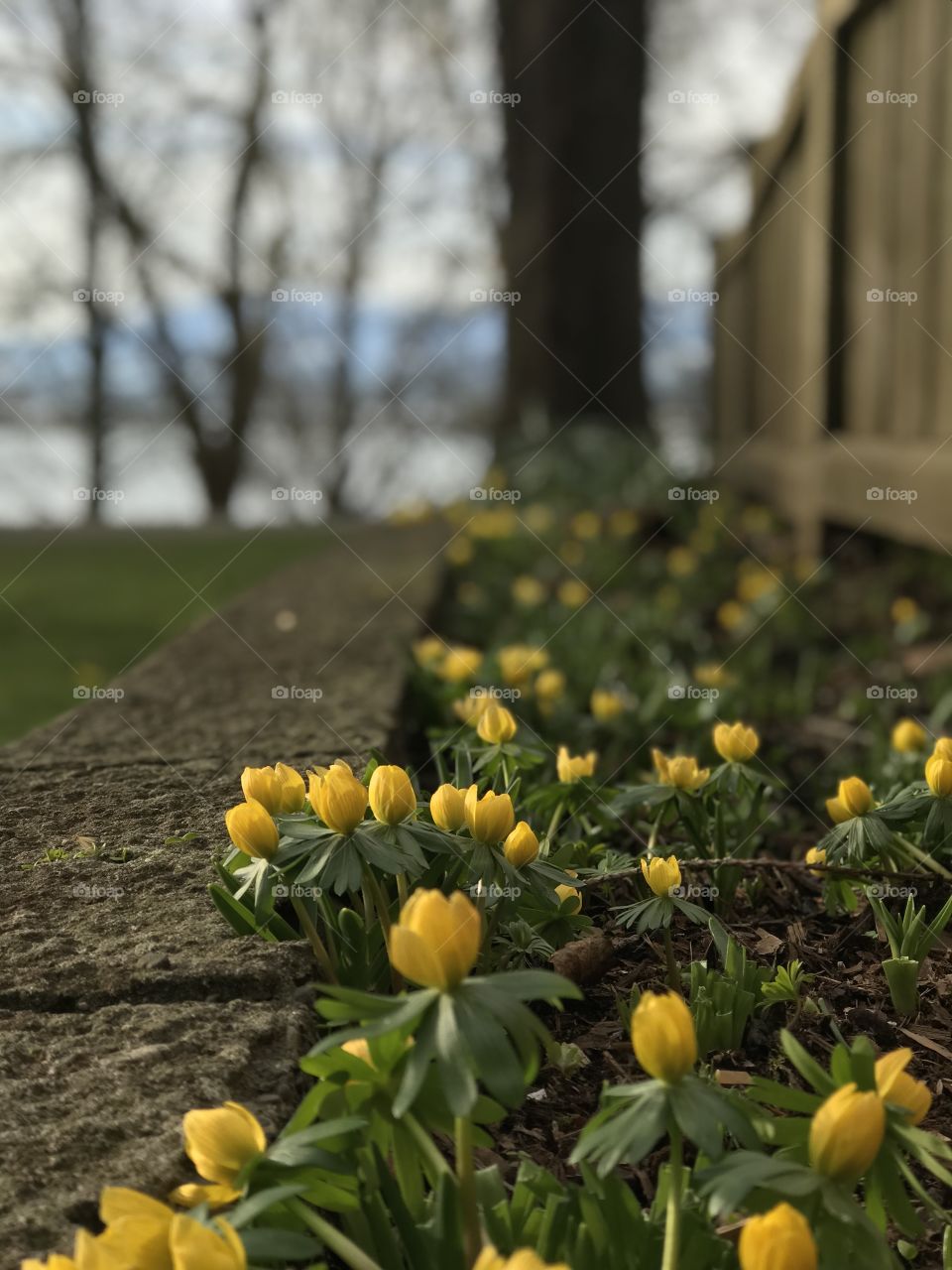 Little yellow aconite blossoming in a raised garden bed at a favourite garden park. A view of the mountains can be seen in the background through the still bare trees Will be visiting tomorrow again to get my Spring On with more flower shots!
