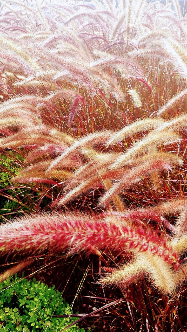 Lindo vegetal, longos ramos, plumas que decora o espaço urbano.