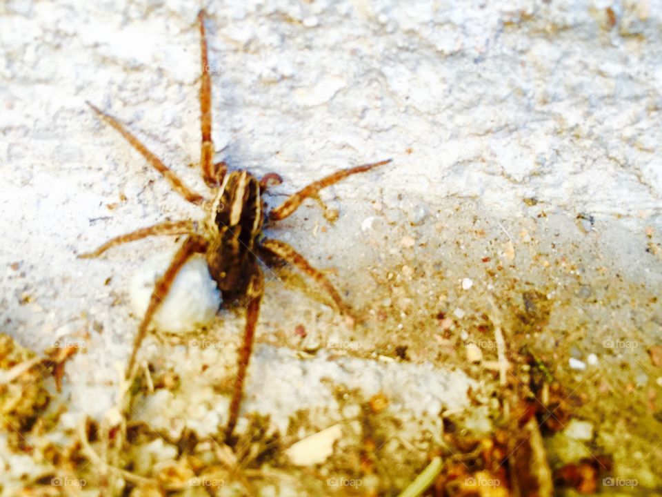 Wolf spider hatching egg . Wolf spider taking care of his spring to be 