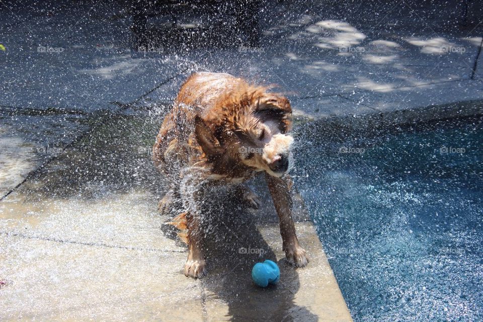 Shake and Fetch Dog