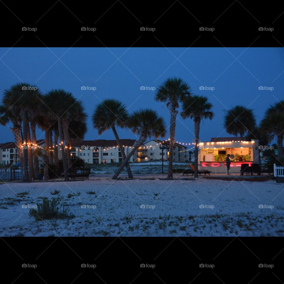 Party with the Palm Trees 