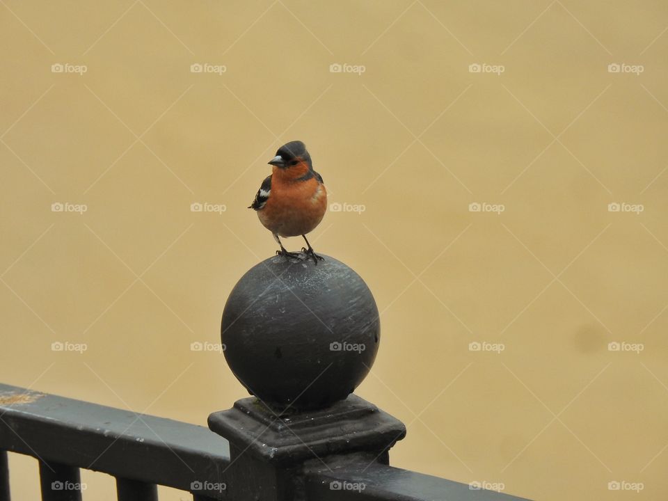 The Chaffinch 