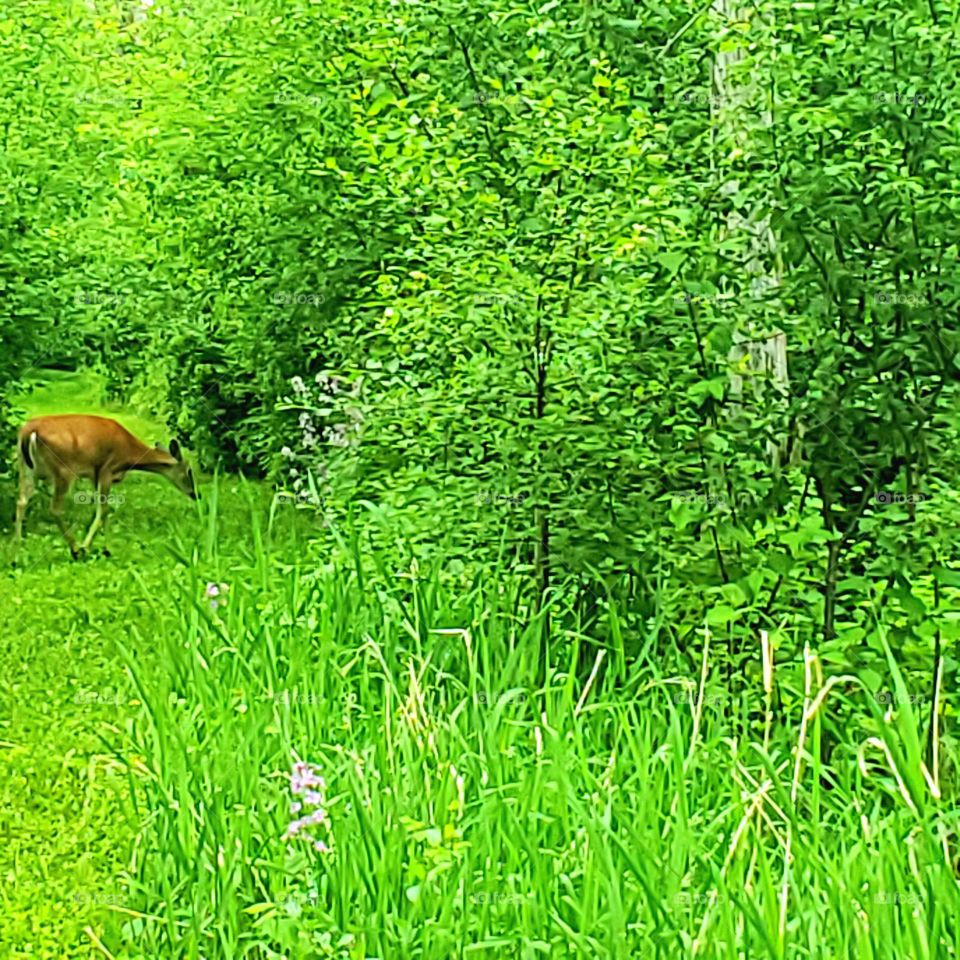 grazing deer