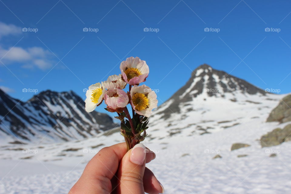 Flower of mountains