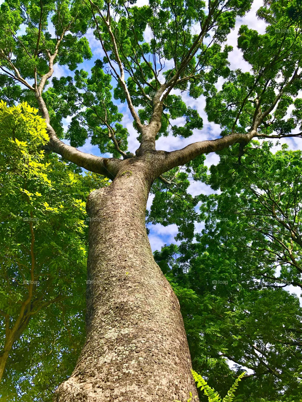 A Lady Shaped Tall Tree