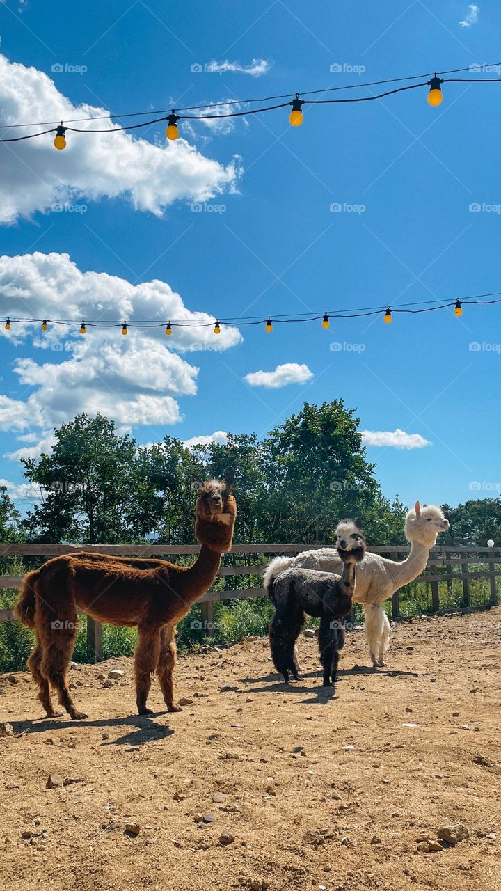 alpaca group