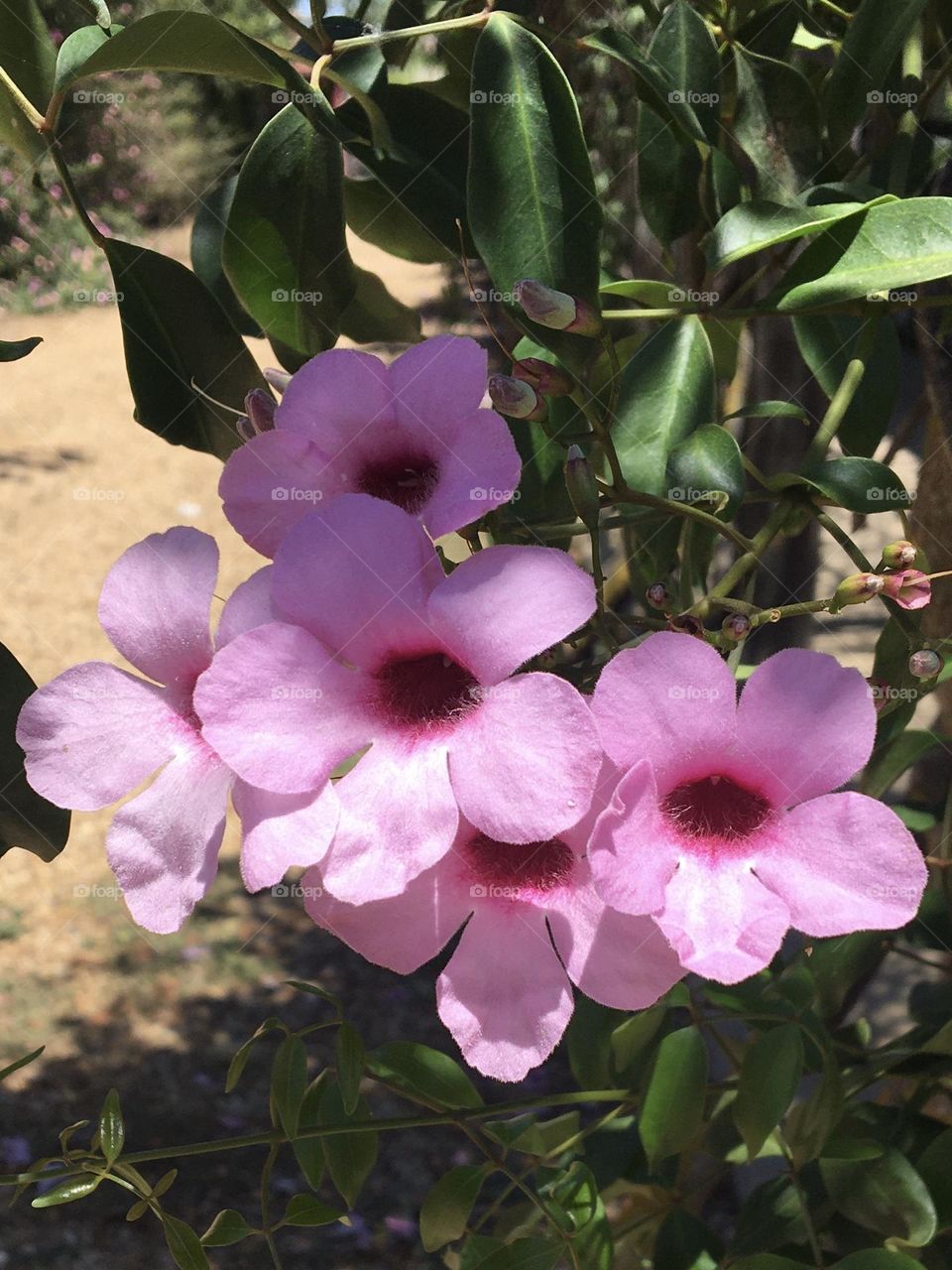 Blooming flowers between sun and shadow 