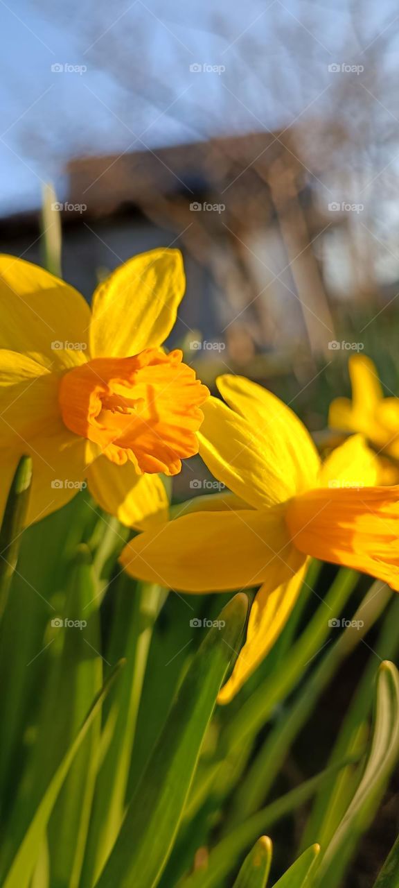 Yellow flowers