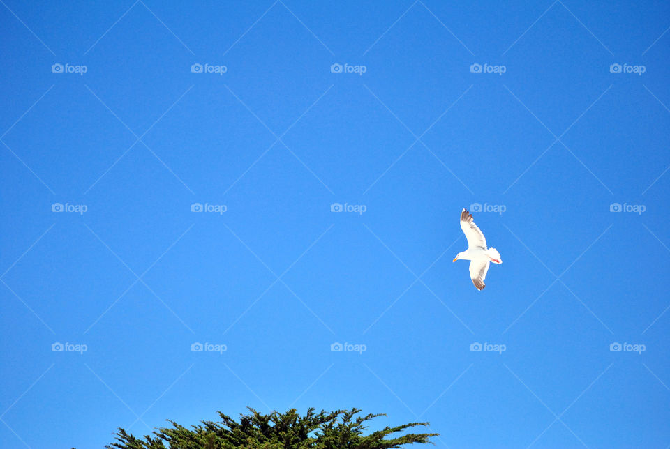 flying seagull in the sky