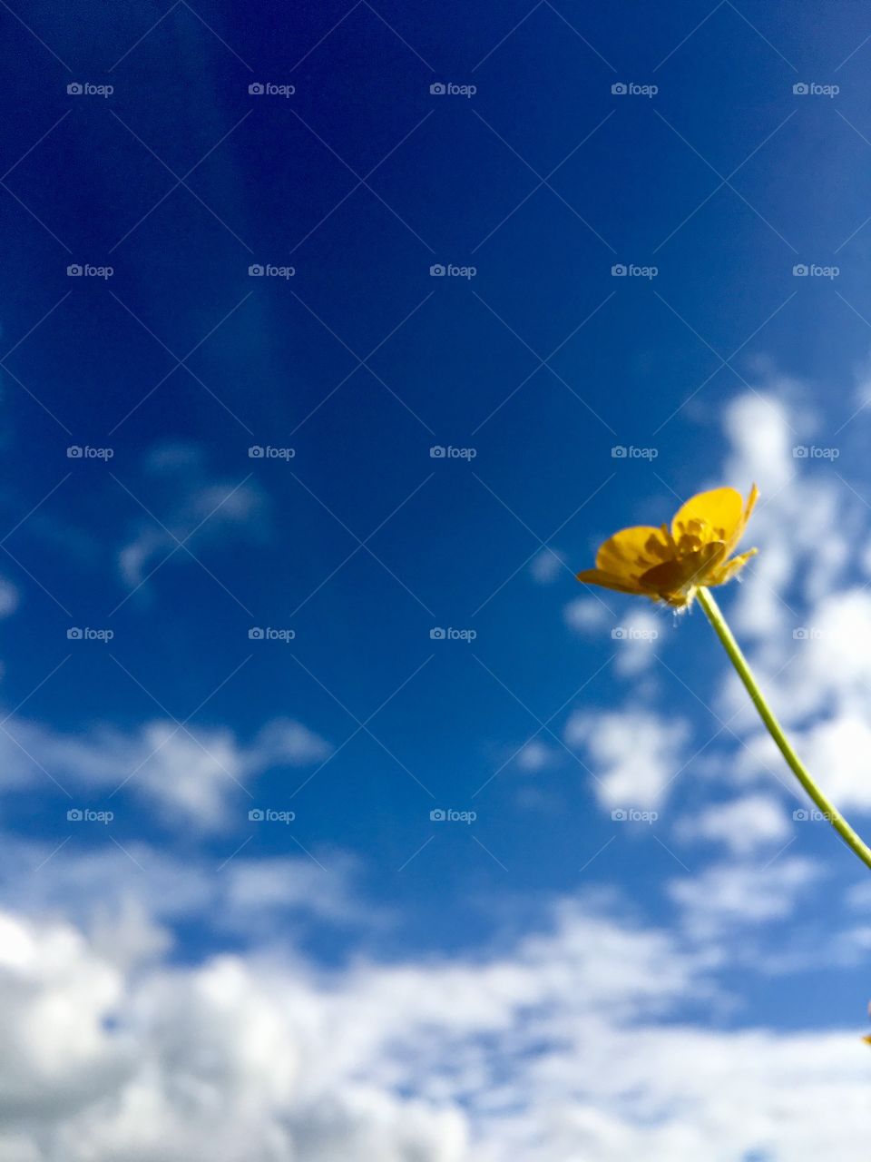 Buttercup against blue sky 