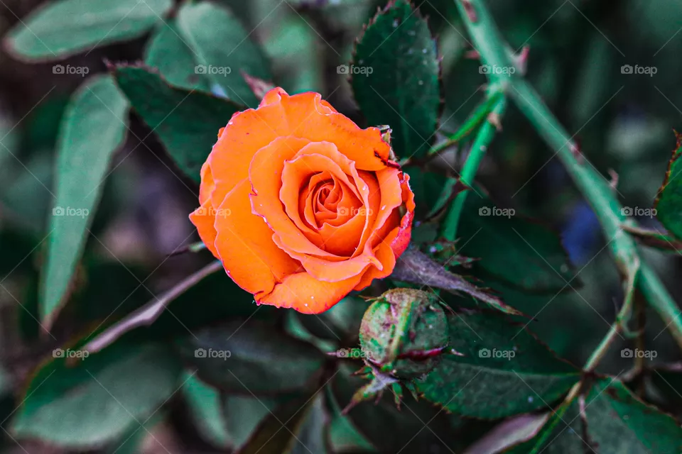 coral rose