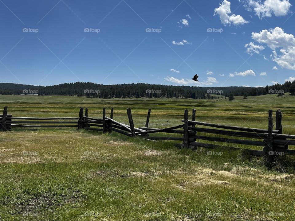 Bird taking flight in a fenced in field. 