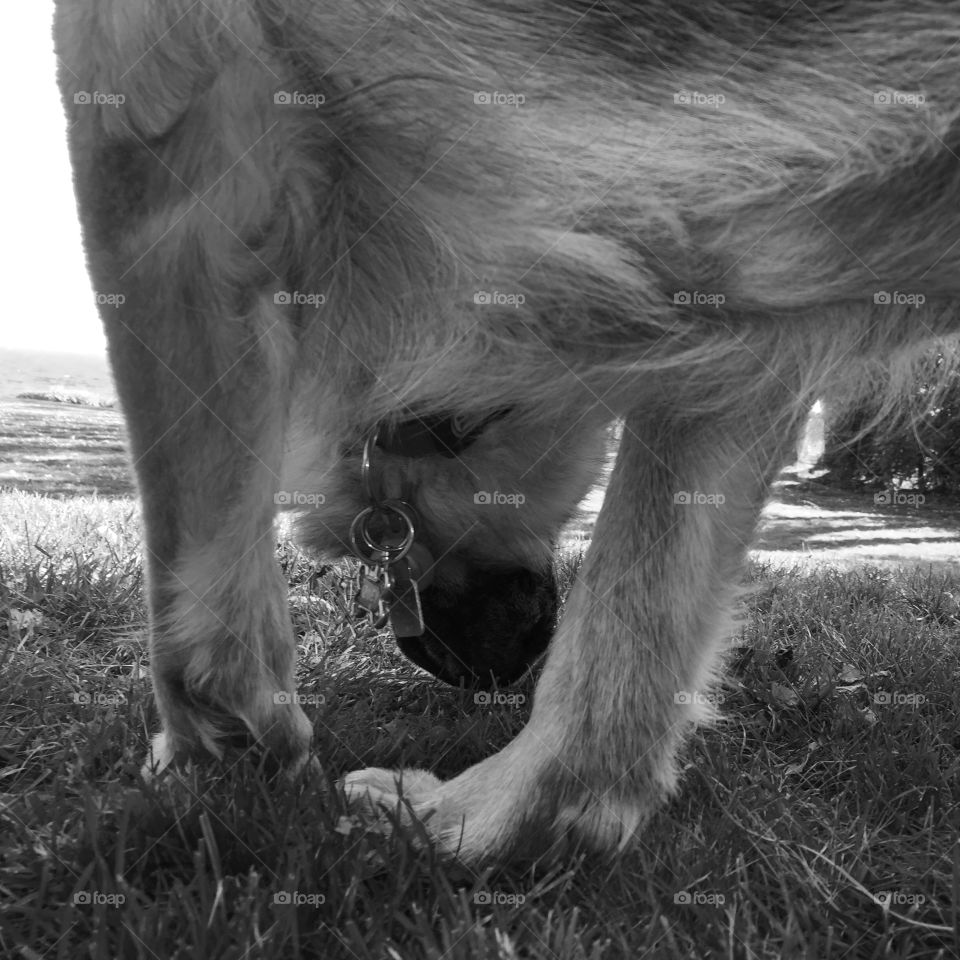 A dog sniffing on grass