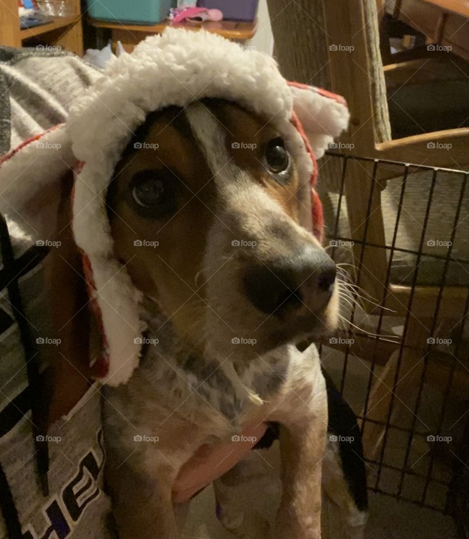 Beagle in hat