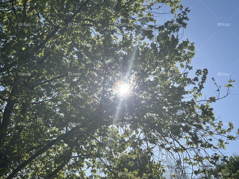 Sunshine peeking through the trees