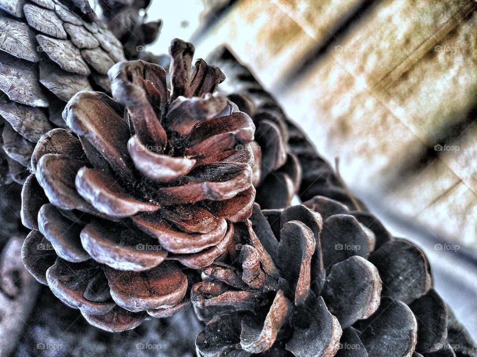 Pinecones