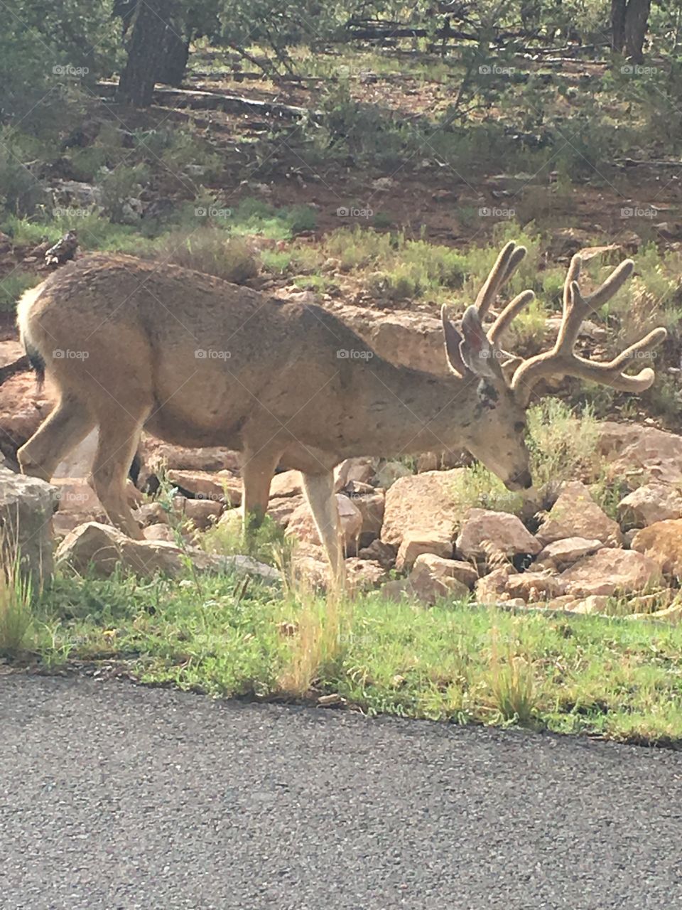 Mule deer at Grand Canyon