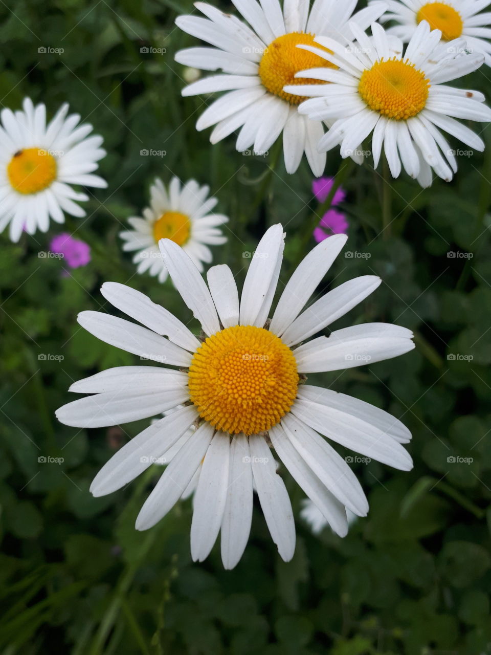 Big flower chamomile in my garden