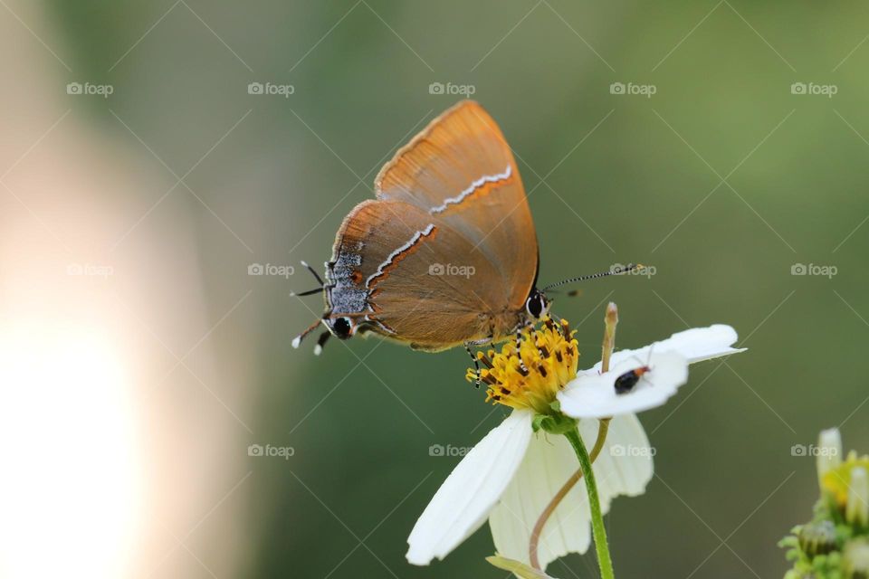 Beautiful and cute butterfly