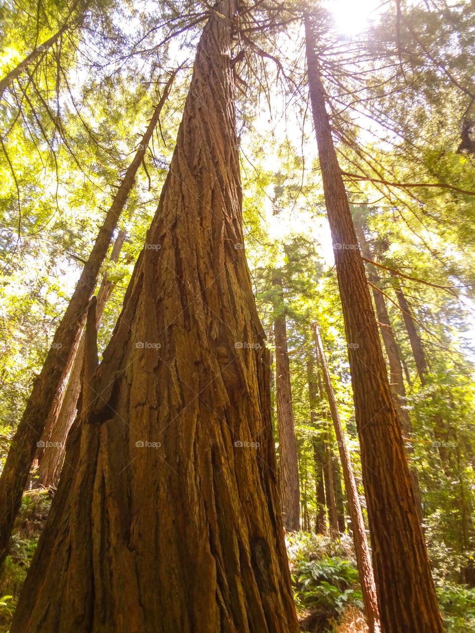 Trees to the Sky