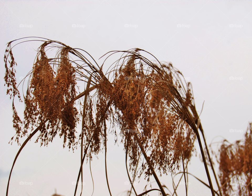 Close-up of dead plant