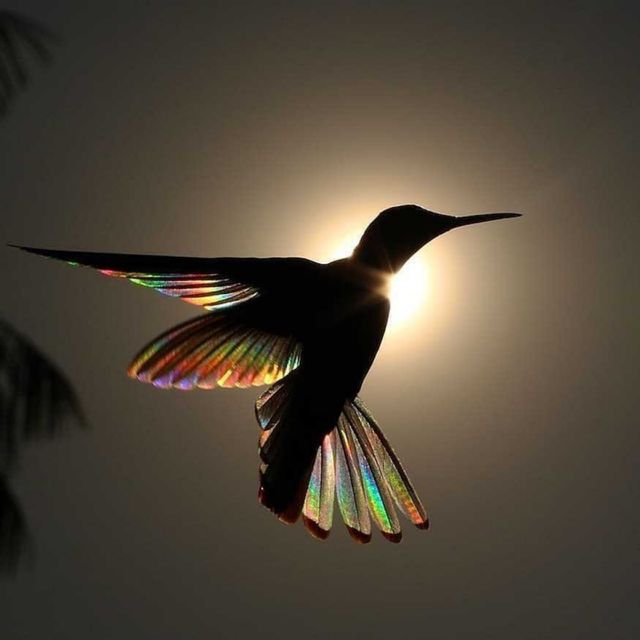 Jacobin Hummingbird