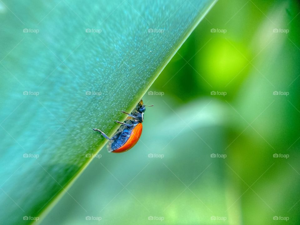 Red ladybug climbing on green leaf