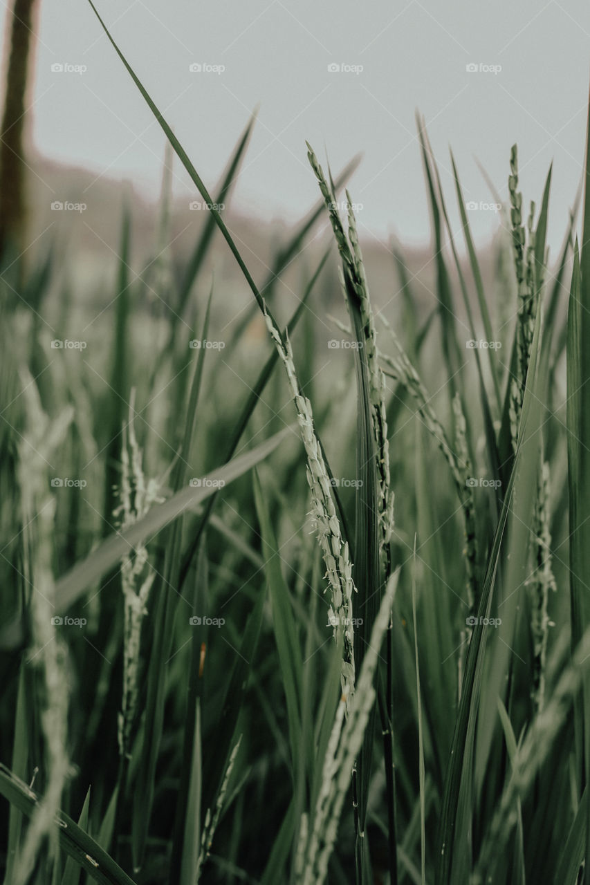 Rice Plant in Bogor, West Java, Indonesia