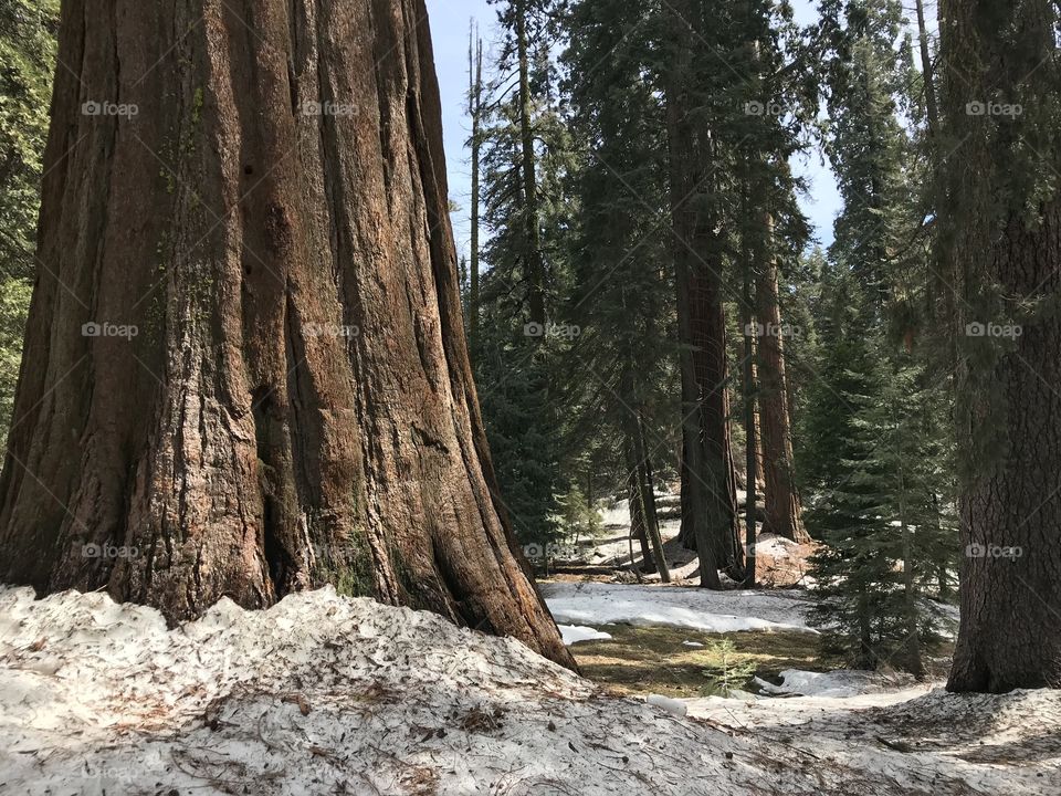 Massive trunk of a giant sequoia tree