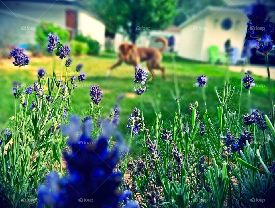 Paris playing behind the lavender in our backyard