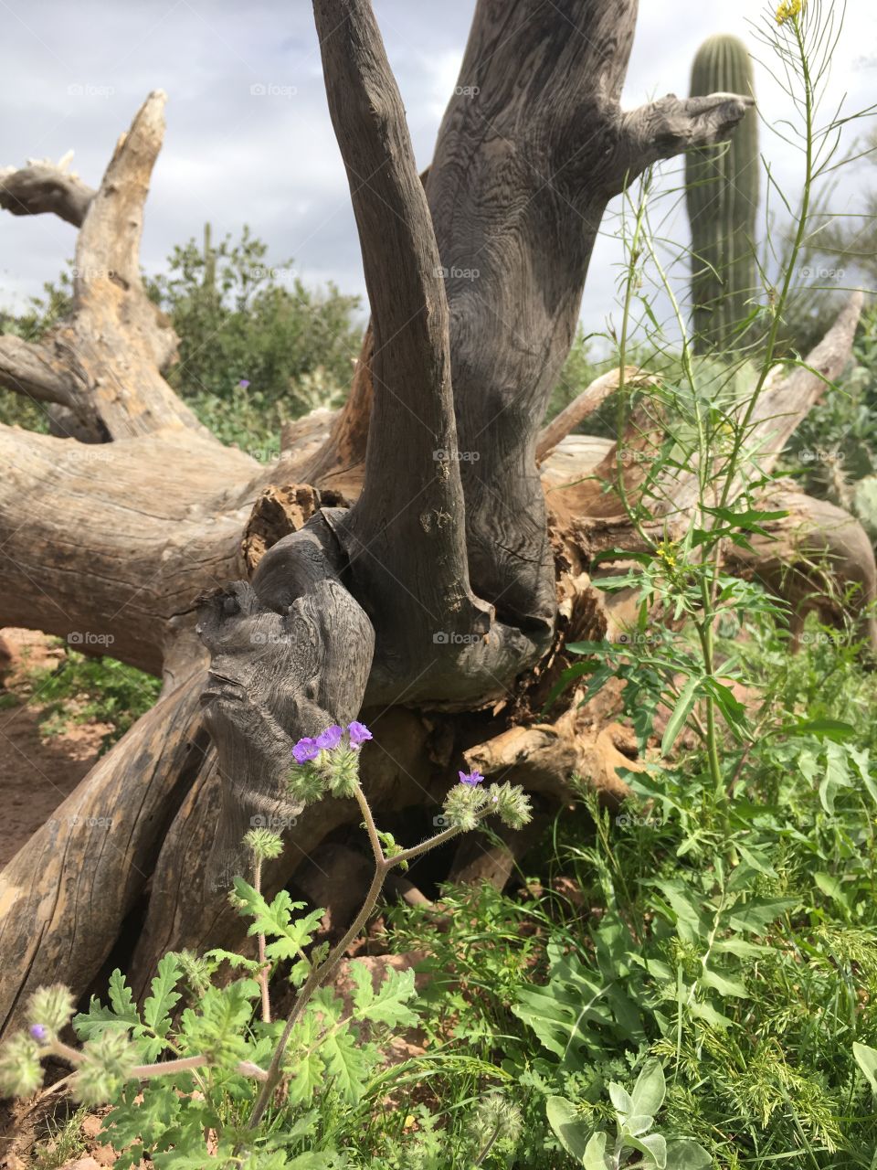 Desert stump and wildflowers