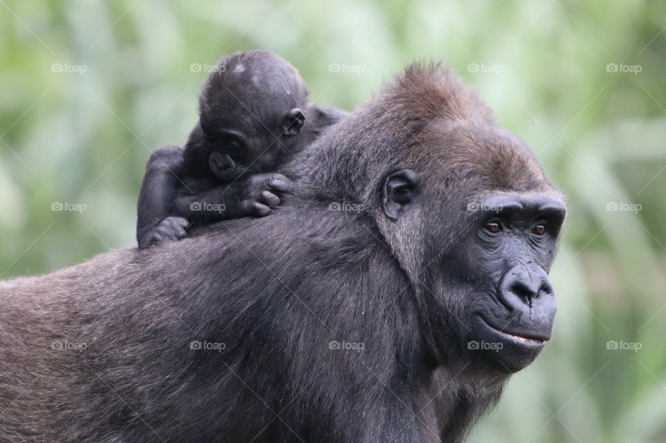 gorilla with a young gorilla