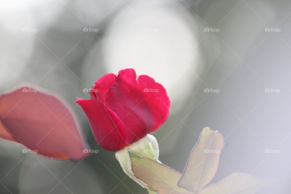 amazing portrait with background blur of a luscious red Rose waiting to be smelled
