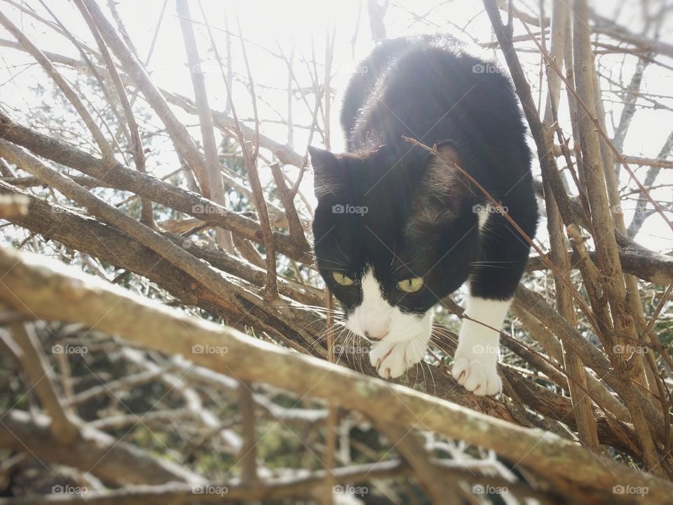 A black and white cat climbing a tree looking down with green eyes in winter with a sunburst behind him
