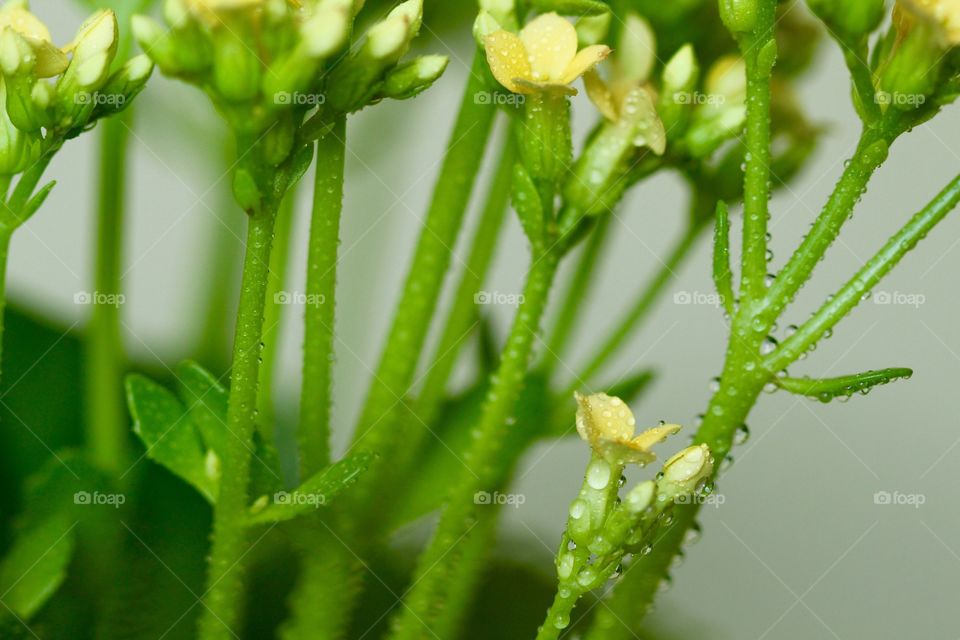 Yellow flowers wet with raindrop