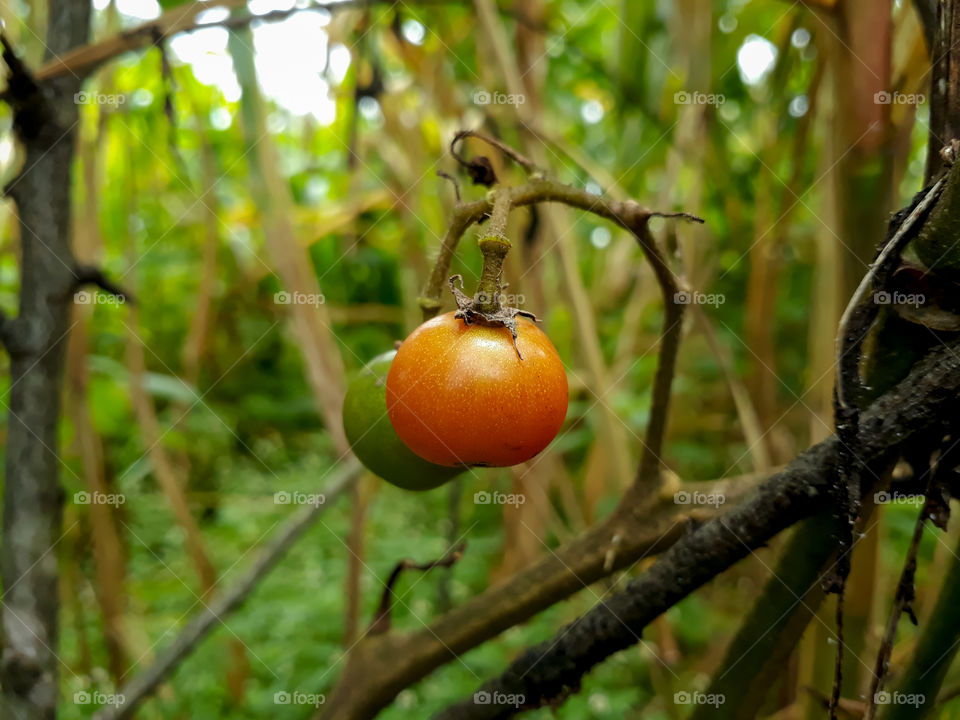 The last of the cherry tomatoes of my kitchen garden.